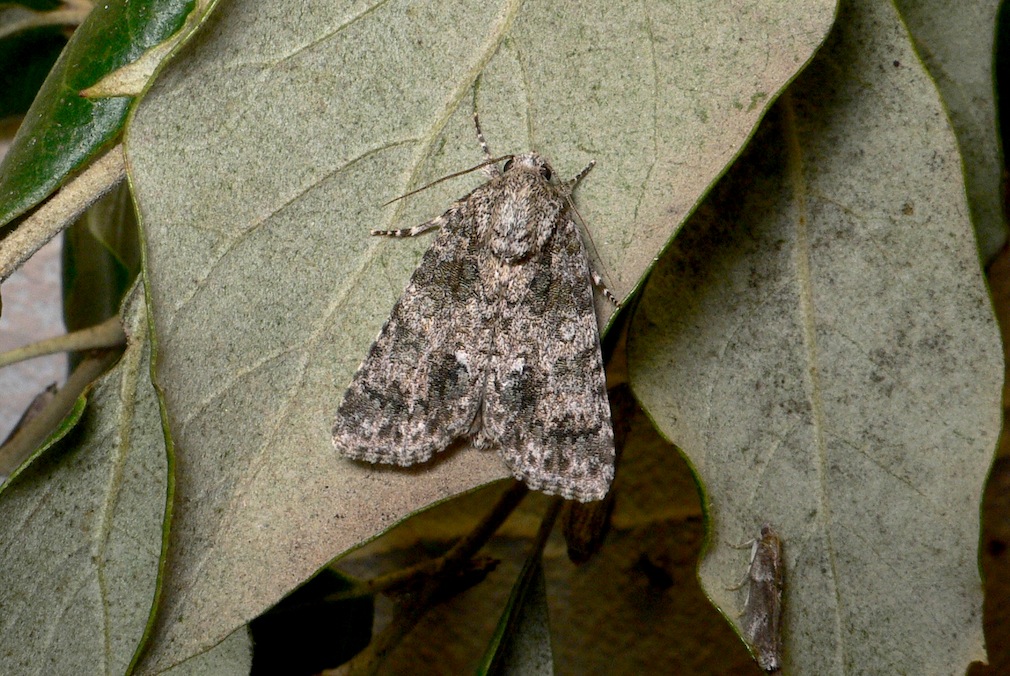 Acronicta (Viminia) rumicis (Linnaeus, 1758)
